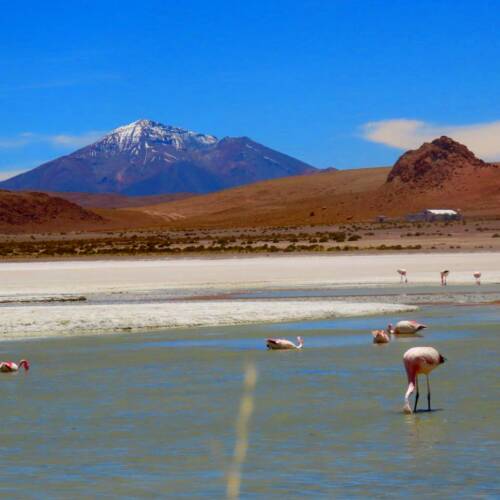 Laguna con flamencos en Uyuni