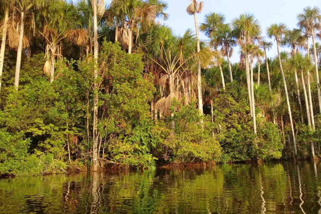 lake sandoval in Puerto Maldonado Amazon